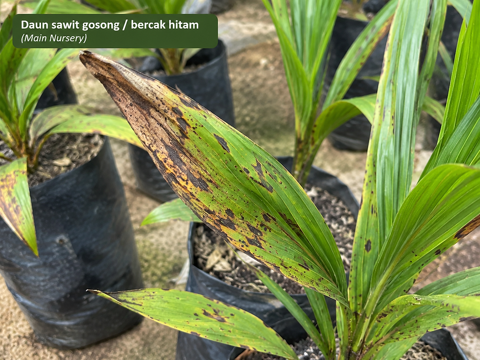 Bibit Sawit Gosong Setelah Pindah ke Main Nursery: Penyebab & Solusi