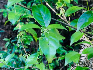 hangehange - the forest green