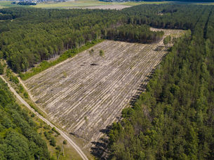 More than 100 countries pledge to end deforestation by 2030