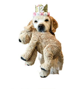 Golden retriever wearing a birthday crown and holding a stuffed golden retriever in his mouth
