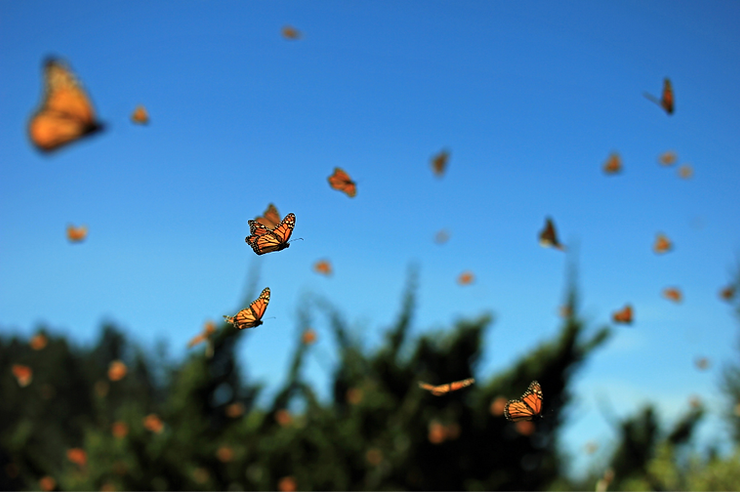 Monarch butterflies swarm over blurred green trees against a bright blue sky
