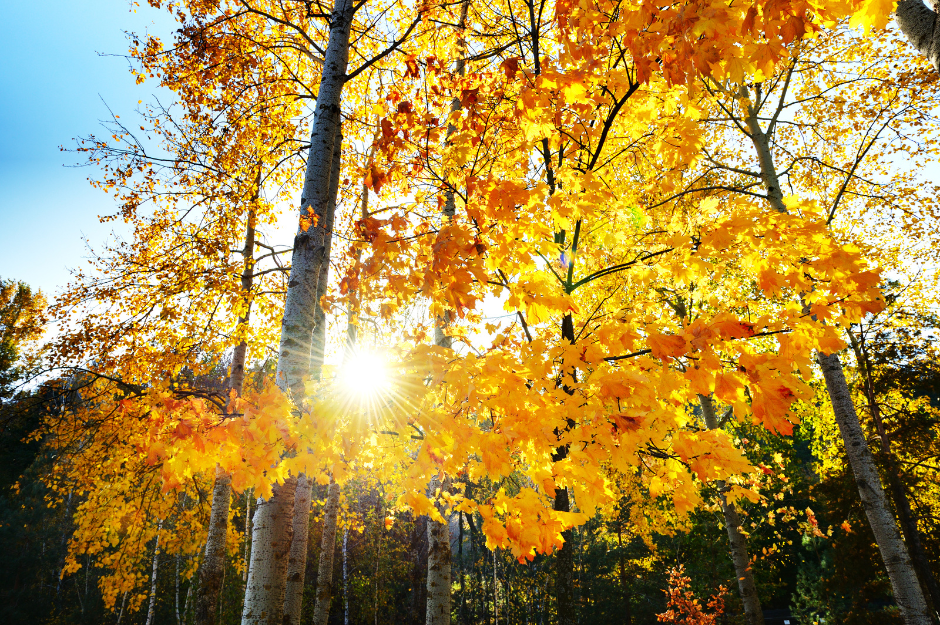 Sunlight filters through vibrant yellow autumn leaves on tall trees in a forest, creating a warm and serene atmosphere. Signifying changing of seasons