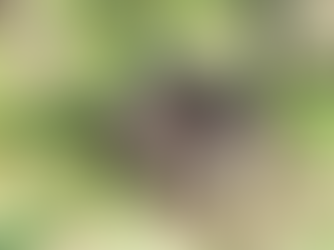 An empty bird's nest in a tree, signifying the empty nest stage of a marriage after the kids grow up and leave the house