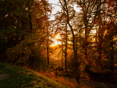 Sunset filters through autumn trees, casting a golden glow over a forest path. A person walks in the distance. Warm, serene atmosphere.