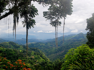 Rainforest Lush green mountains under a cloudy sky, framed by trees with hanging moss. Vibrant orange-red flowers in the foreground add color.