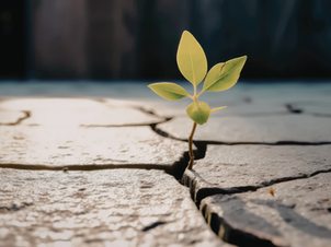 Young green plant growing through cracked dry ground, bathed in soft sunlight. Symbol of resilience and hope against a blurred dark background.with his wife Dr. Lisa Moscoso seated at a table with flowers and food on their wedding day