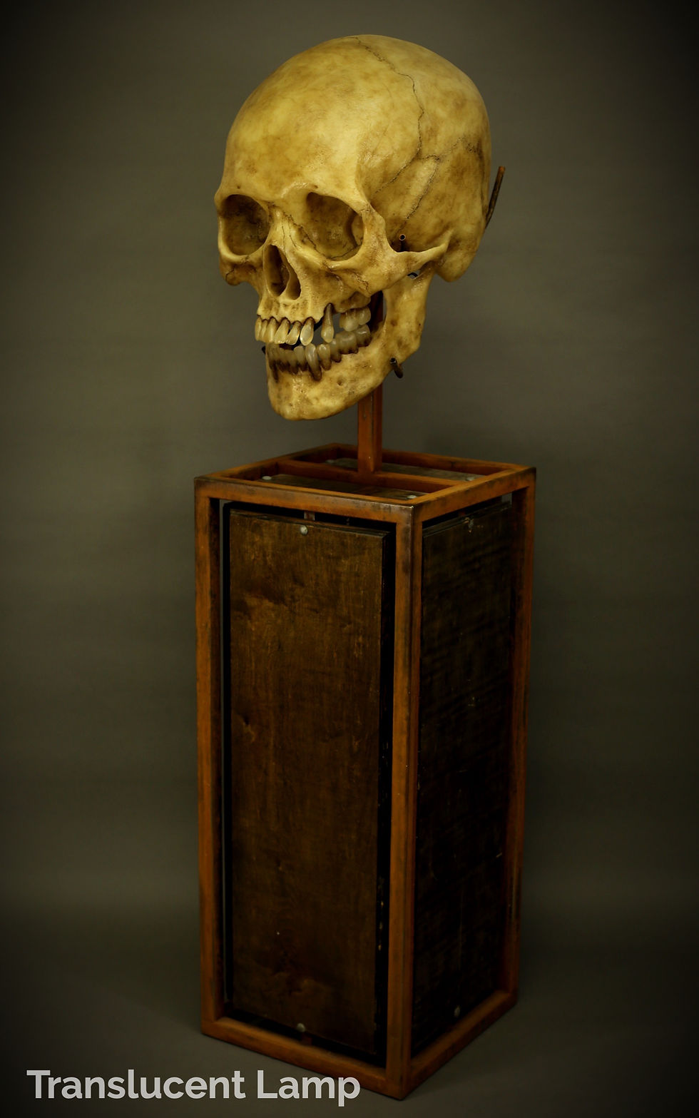 Thumbnail: 2 Feet Tall SKULL Grande