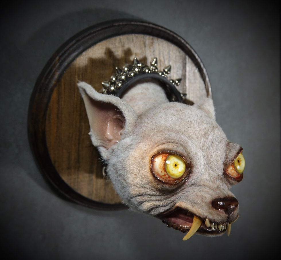 Thumbnail: Steve the Chihuahua