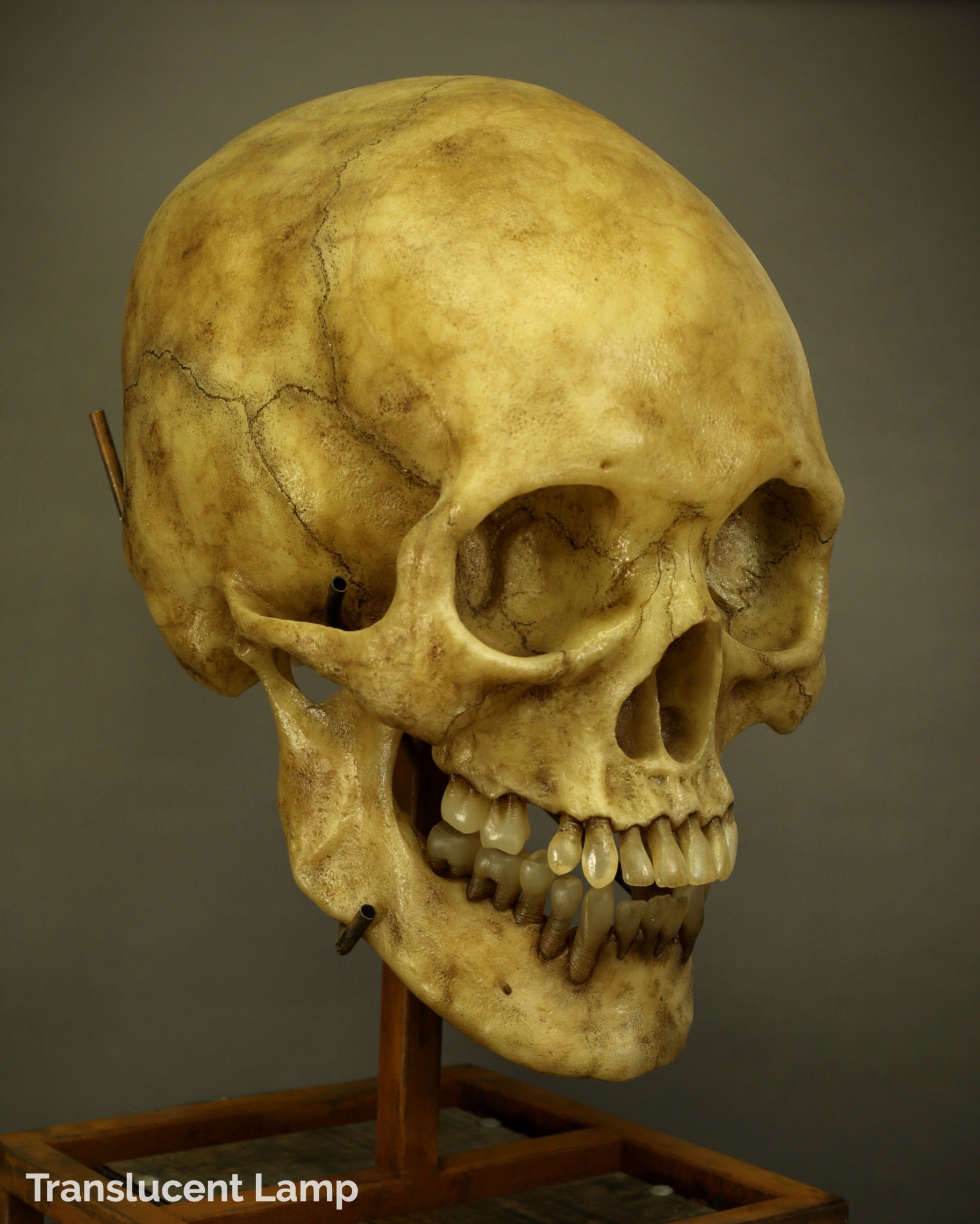 2 Feet Tall SKULL Grande