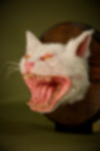 Angry Cat