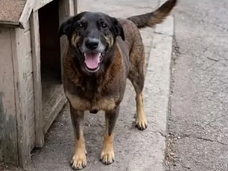 Adolescente suspeito de matar cão Orelha pode ser internado após software desmentir álibi