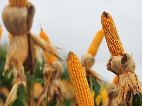 Governo suspende PIS e Cofins na importação de milho