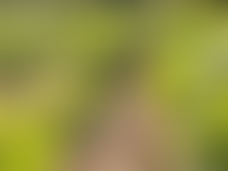 Atraso no início do plantio da soja não deve impactar colheita no RS