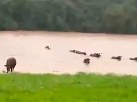 Chuvas no RS: saiba como proteger rebanhos e animais de estimação durante inundações