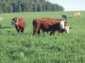 Dia de Campo sobre forrageiras de inverno será realizado no dia 6 de agosto em Erebango