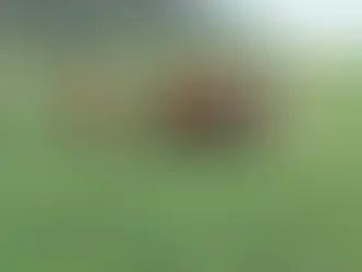 Dia de Campo sobre forrageiras de inverno será realizado no dia 6 de agosto em Erebango