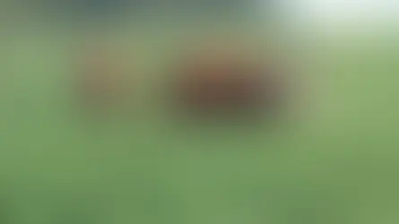 Dia de Campo sobre forrageiras de inverno será realizado no dia 6 de agosto em Erebango