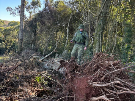Fiscalização flagra desmatamento ilegal de 1,5 hectare em área rural de Coxilha