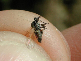 Prefeitura de Estação realiza entrega de produto para controle do mosquito borrachudo em oito localidades
