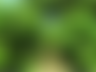 Dia de Campo em Gaurama debaterá propostas para o cultivo da erva-mate