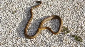 Cobras e aranhas em casa: palestra ensina como agir em Floriano Peixoto