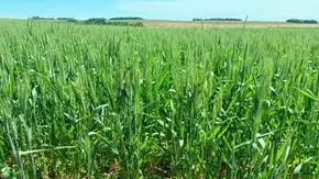 Tempo mais seco favorece trigo e acelera plantio do milho no Rio Grande do Sul