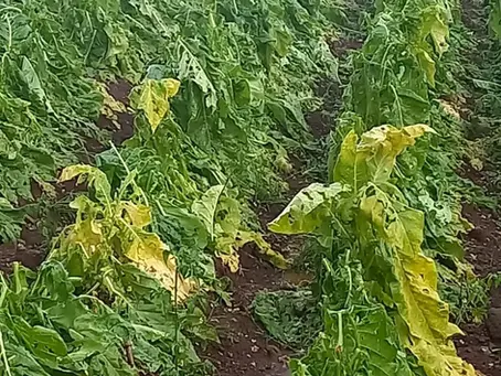 Sutraf realiza levantamento de danos do granizo e orienta agricultores a registrarem prejuízos