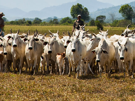 Produção pecuária no Brasil atinge recordes em abates de bovinos e produção de ovos no 2º trimestre de 2024