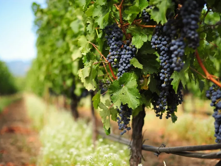 Floriano Peixoto realiza encontro sobre vitivinicultura