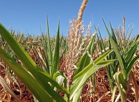 Cultura do milho segue afetada pelo déficit hídrico