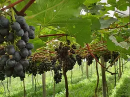Rio Grande do Sul inicia preparativos para a colheita da uva com expectativa de alta na safra