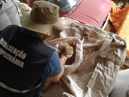 Ações impedem comercialização de 750 toneladas de sementes 'piratas' no RS