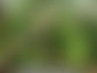 Prefeitura de Estação orienta moradores sobre retirada de árvores após eventos climáticos