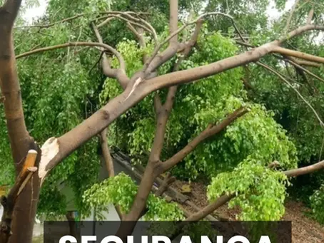 Prefeitura de Estação orienta moradores sobre retirada de árvores após eventos climáticos