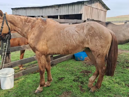 Morte de cavalos durante condução da Chama Crioula pode ter sido causada por planta tóxica