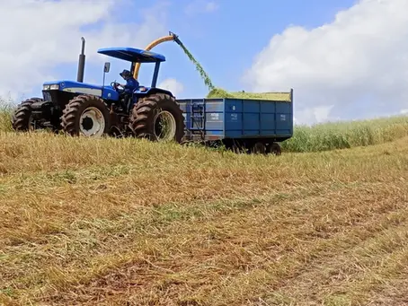 Produtores de Floriano Peixoto recebem auxílio para produção de silagem