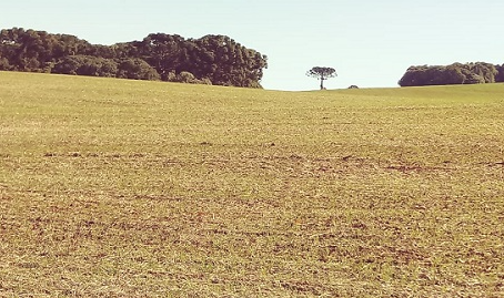 Plantio de trigo é retomado no Estado após dias de muita chuva