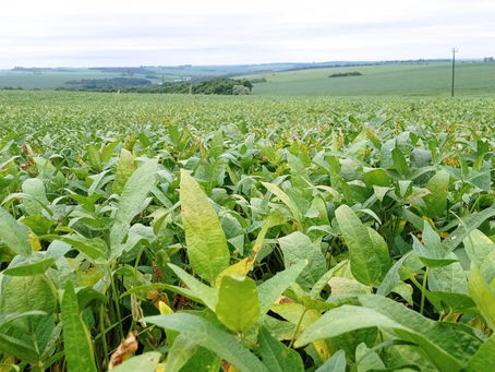Clima e mercado desafiam a produção de soja no RS