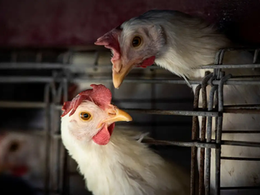 Brasil confirma dois casos de gripe aviária e mantém vigilância sobre focos em investigação