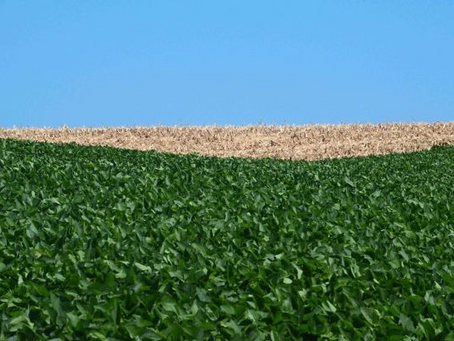 Vazio sanitário da soja começa nesta quinta-feira no Rio Grande do Sul