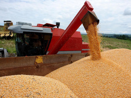 Ajustes na área de cultivo elevam estimativa de produção de grãos para 295,45 milhões de toneladas, apesar das chuvas intensas no Rio Grande do Sul