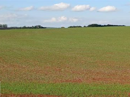 Avanço do plantio do trigo é freado pelas chuvas no RS; canola se destaca na safra de inverno