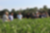 UNIDEAU promove dia de campo destacando inovações na agronomia