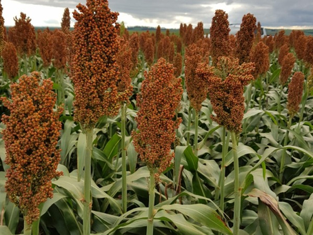 Emater Regional Erechim lança programa "Sorgo-grão safrinha" com novas opções de cultivo