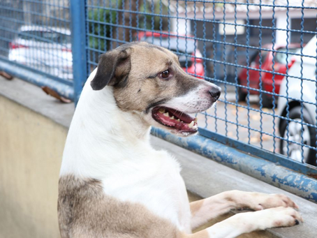 Cães e gatos podem ter vírus da covid-19, mas não transmitem a doença