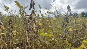 Colheita da soja atinge 50% da área no RS sob impacto de chuvas e variabilidade produtiva
