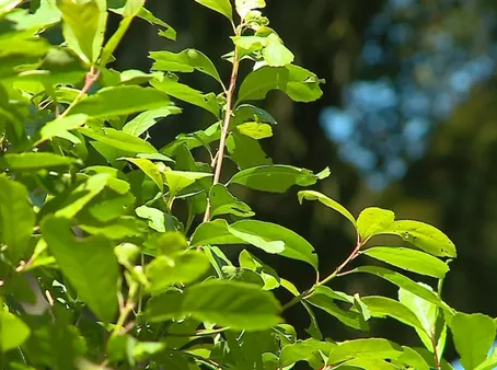 Pesquisa aponta que folhas de erva-mate podem ser herbicidas naturais