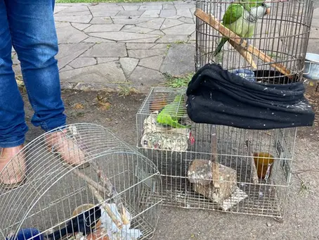 Três caturritas e um azulão são apreendidos em cativeiro em Getúlio Vargas