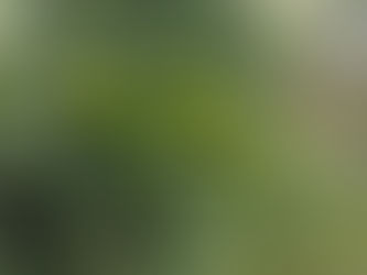 🍋庭のゆず、実りの気配