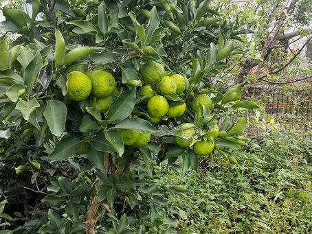 🍋庭のゆず、実りの気配